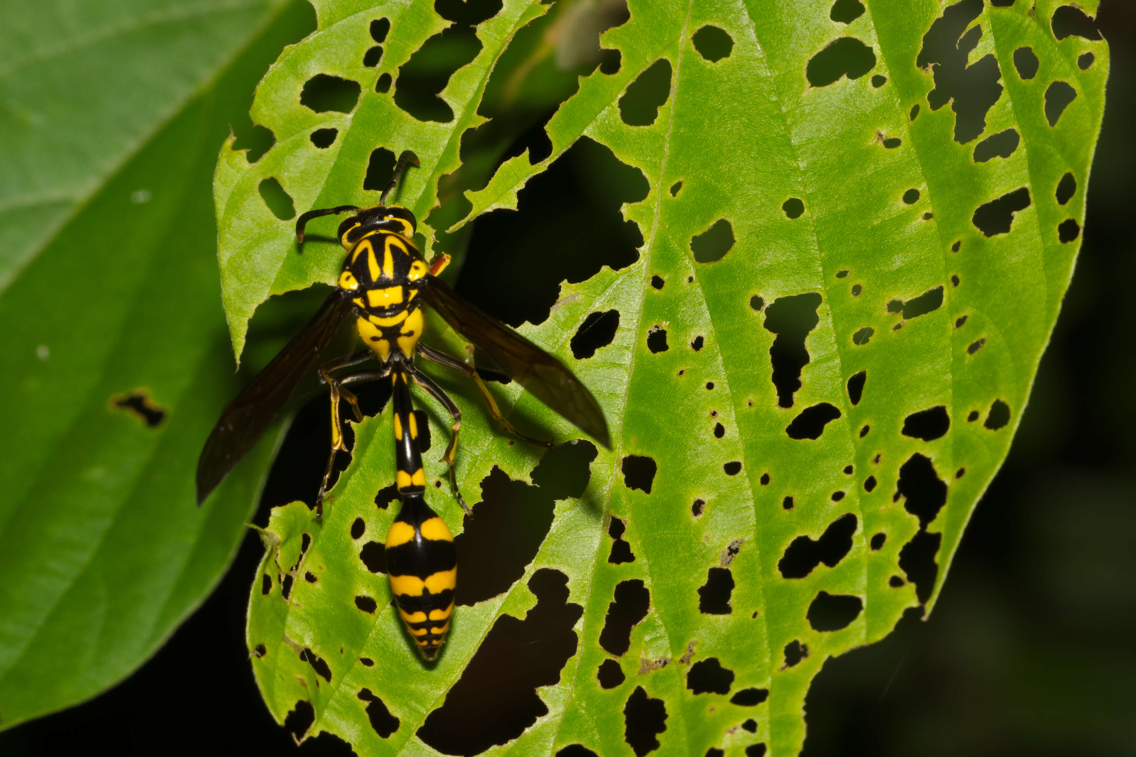 Phimenes flavopictus (Blanchard 1845)的圖片