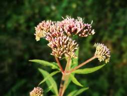 Image of hemp agrimony