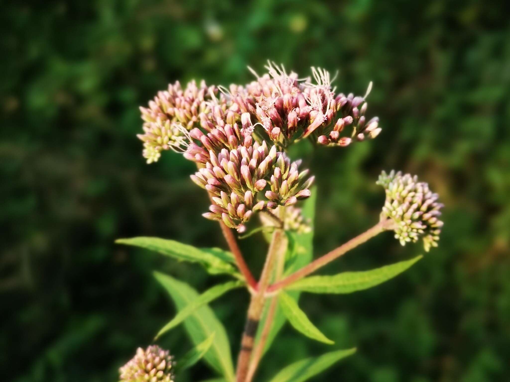 Image of hemp agrimony