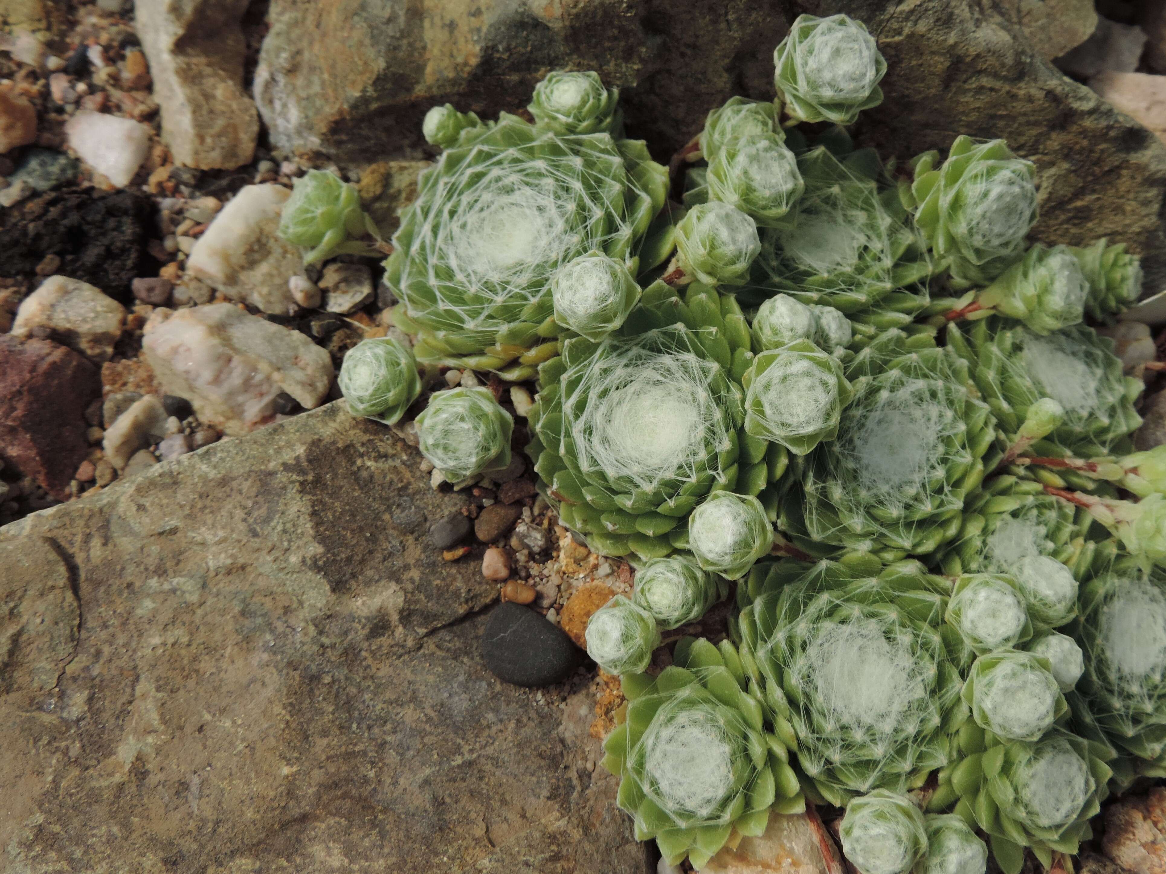 Image of Cobweb Houseleek