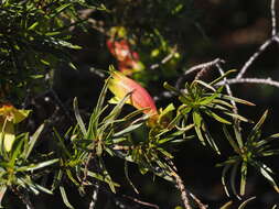 Слика од Eremophila linearis R. J. Chinnock