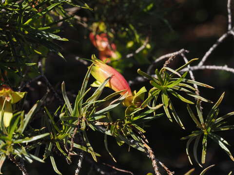 Image de Eremophila linearis R. J. Chinnock