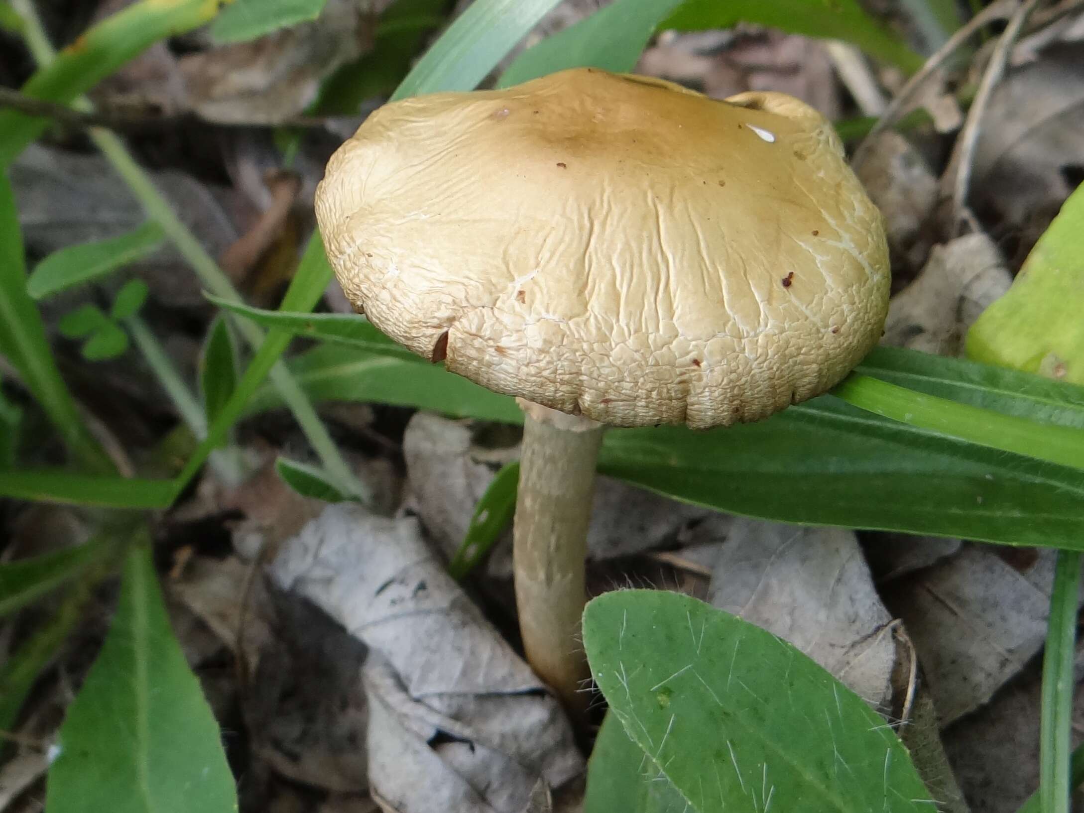 Image of Agrocybe praecox (Pers.) Fayod 1889