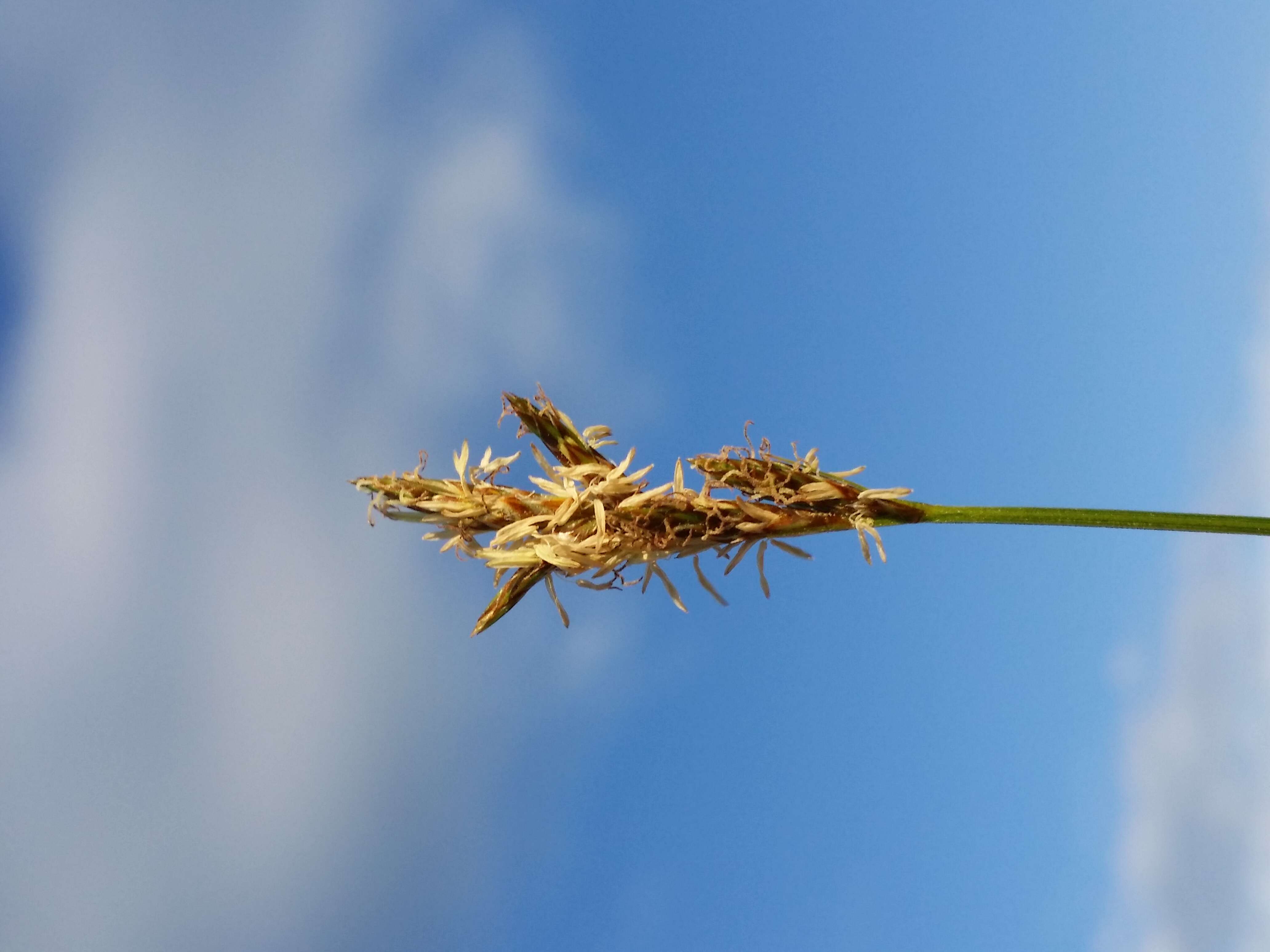 Image of quaking-grass sedge