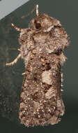 Image of Clemens' Grass Tubeworm Moth