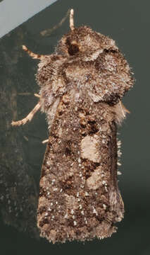 Image of Clemens' Grass Tubeworm Moth