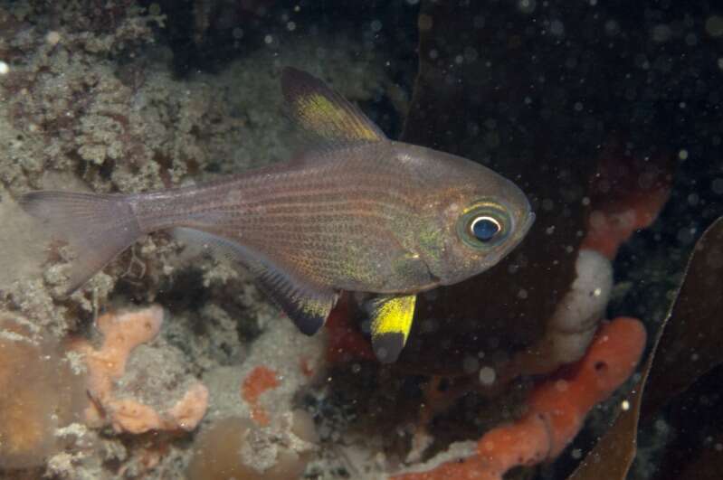 Imagem de Pempheris multiradiata Klunzinger 1879