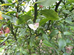 Imagem de Citrus australasica F. Müll.