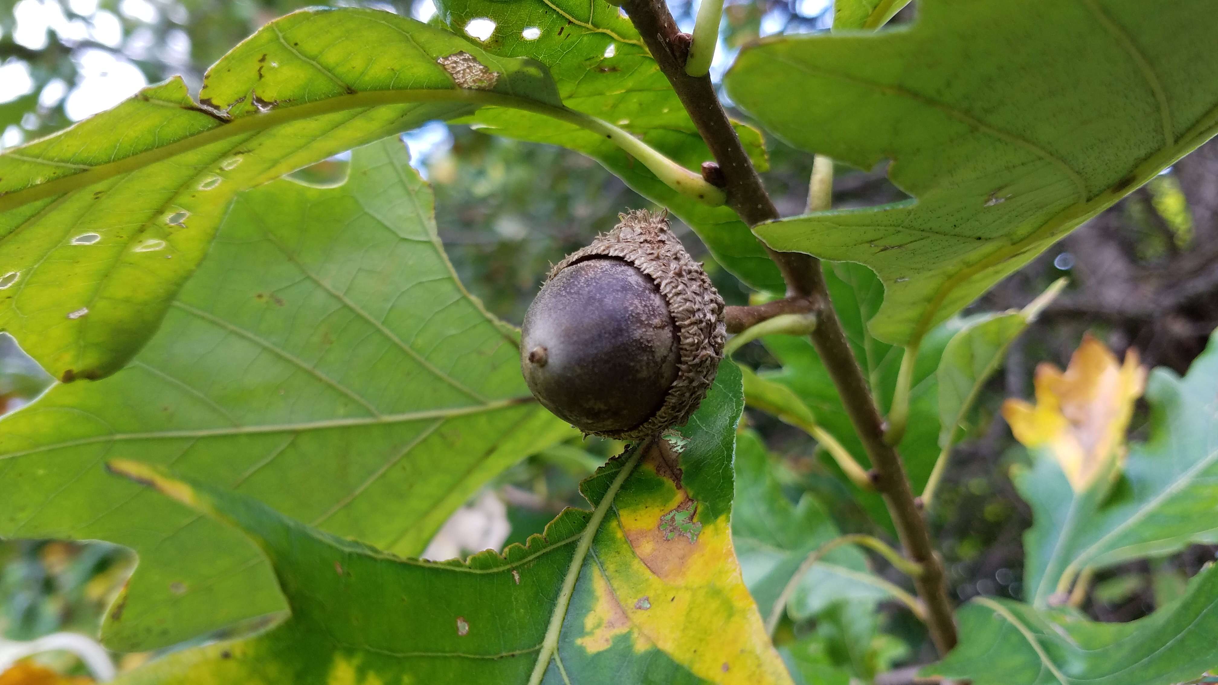 Imagem de Quercus bicolor Willd.