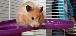 Image of Golden Hamster