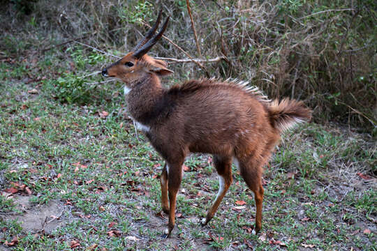 Image of Tragelaphus sylvaticus