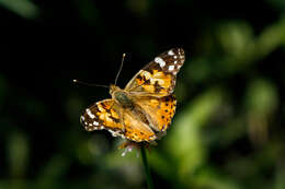 Image of Vanessa cardui