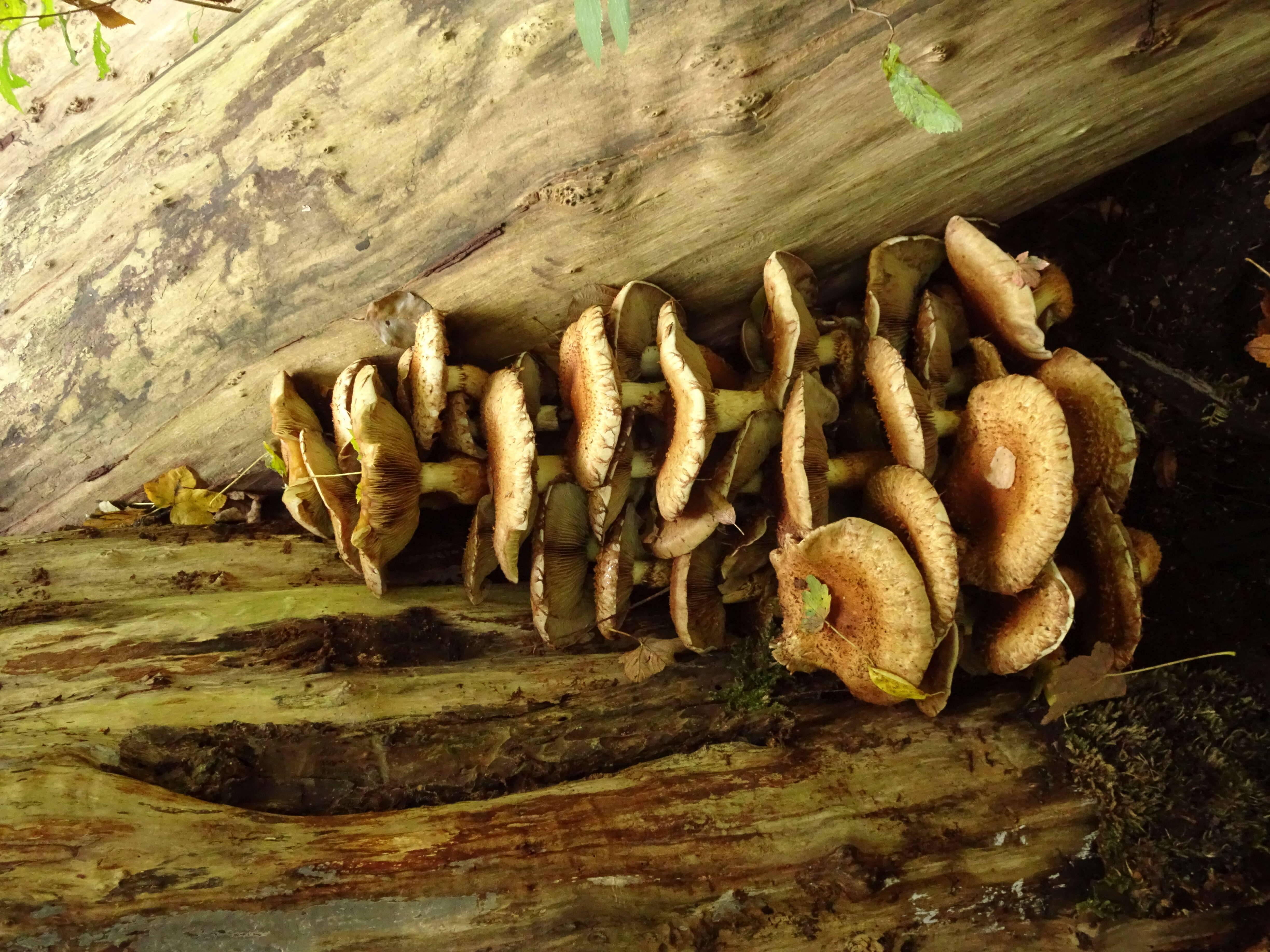 Pholiota squarrosa (Vahl) P. Kumm. 1871 resmi