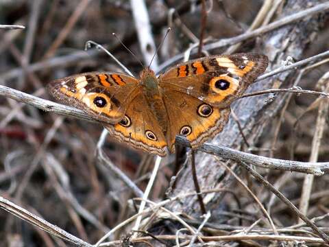 Image of Junonia neildi