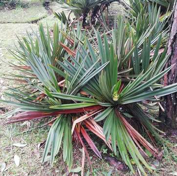 Pandanus rigidifolius R. E. Vaughan & Wiehe的圖片