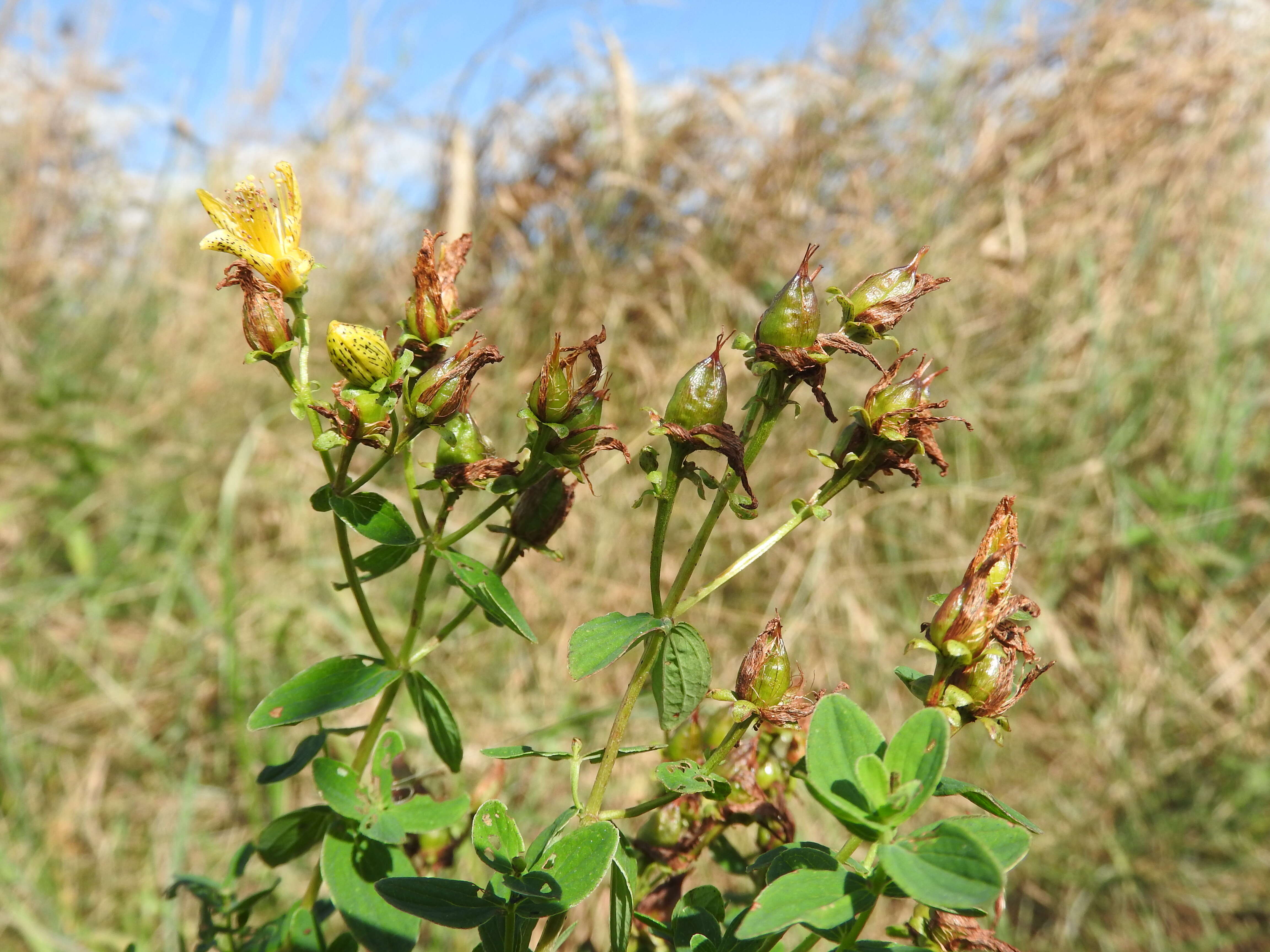 Image of spotted St. Johnswort