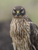 Image of Pallid Harrier