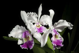 Image of Warscewicz's Cattleya