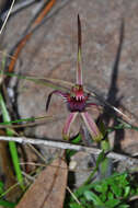 Image of Tailed spider orchid