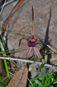 Image of Tailed spider orchid