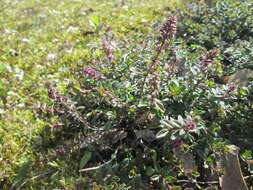 Image of Large Thyme