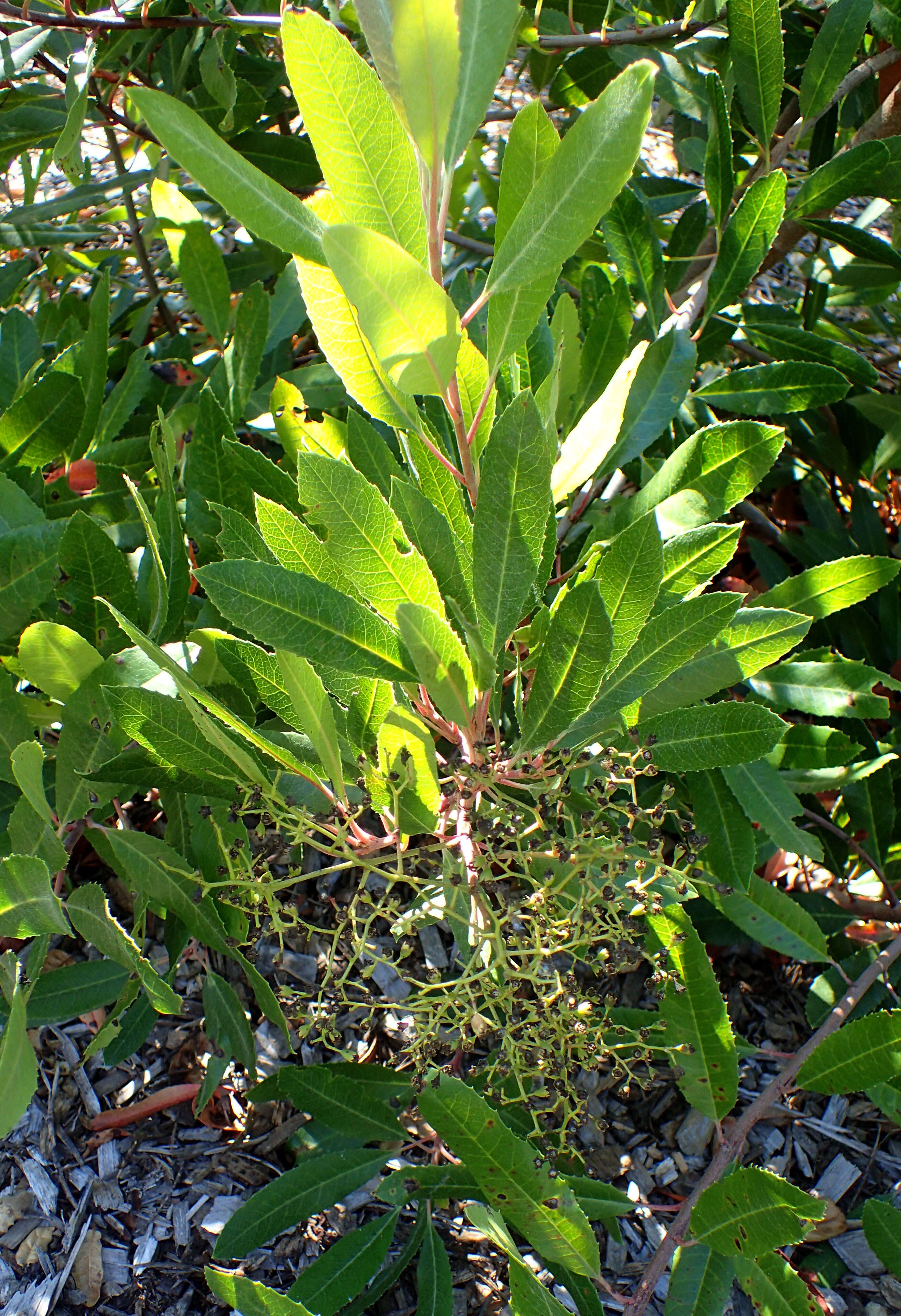 Image of toyon