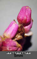 Persicaria orientalis (L.) Spach resmi