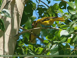 Image of Indian Golden Oriole