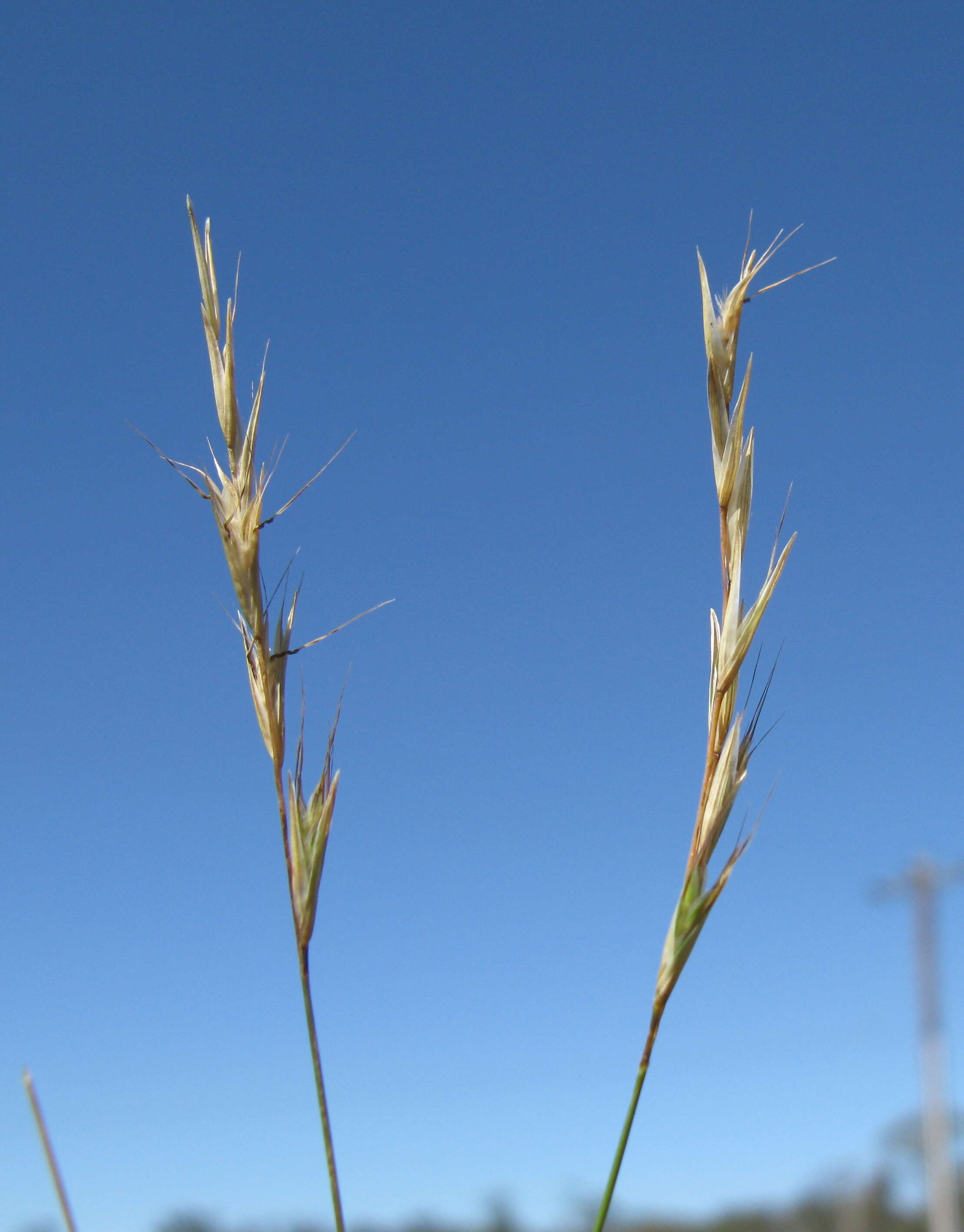 Plancia ëd Rytidosperma racemosum (R. Br.) Connor & Edgar