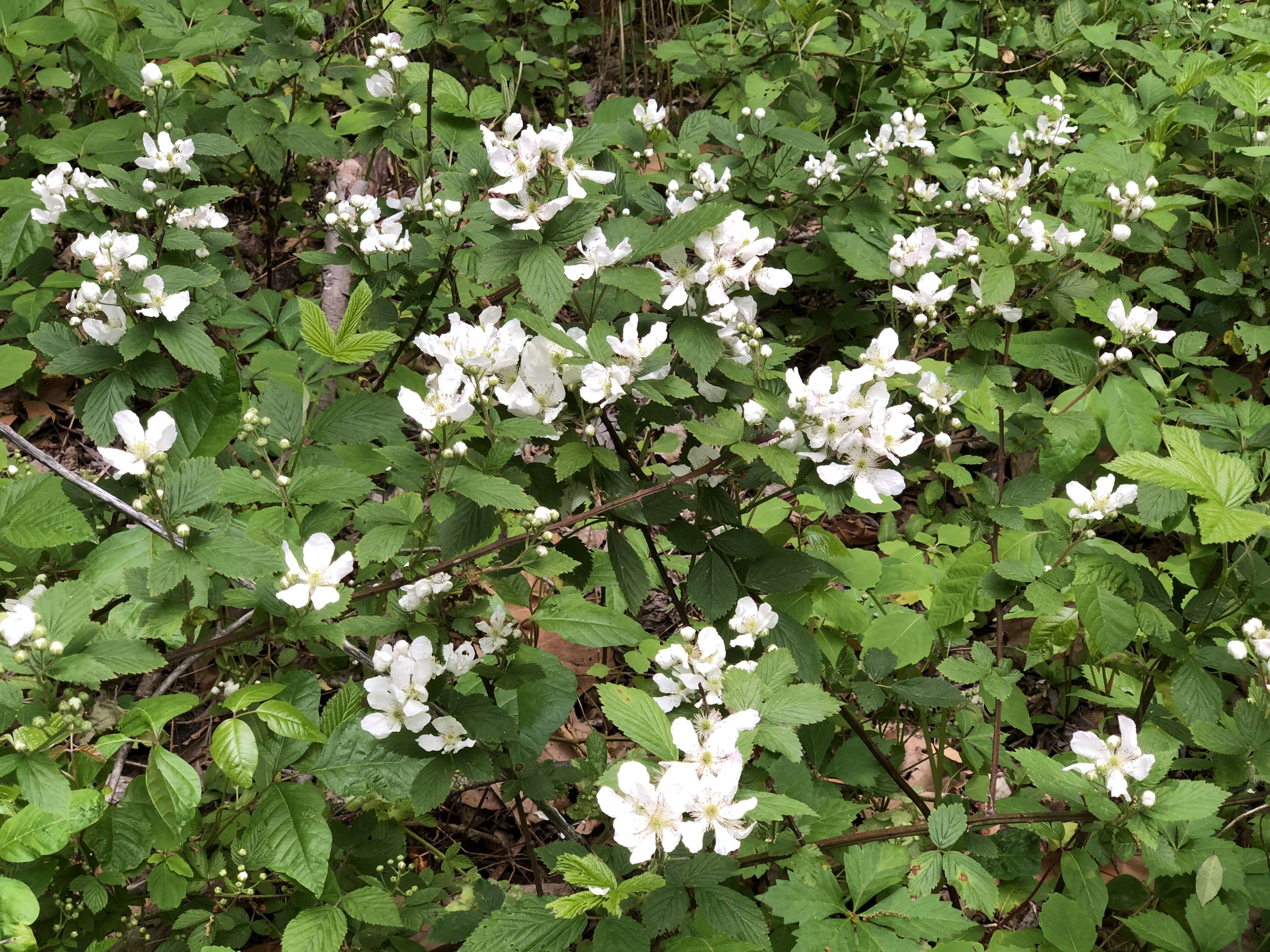 Imagem de Rubus allegheniensis Porter