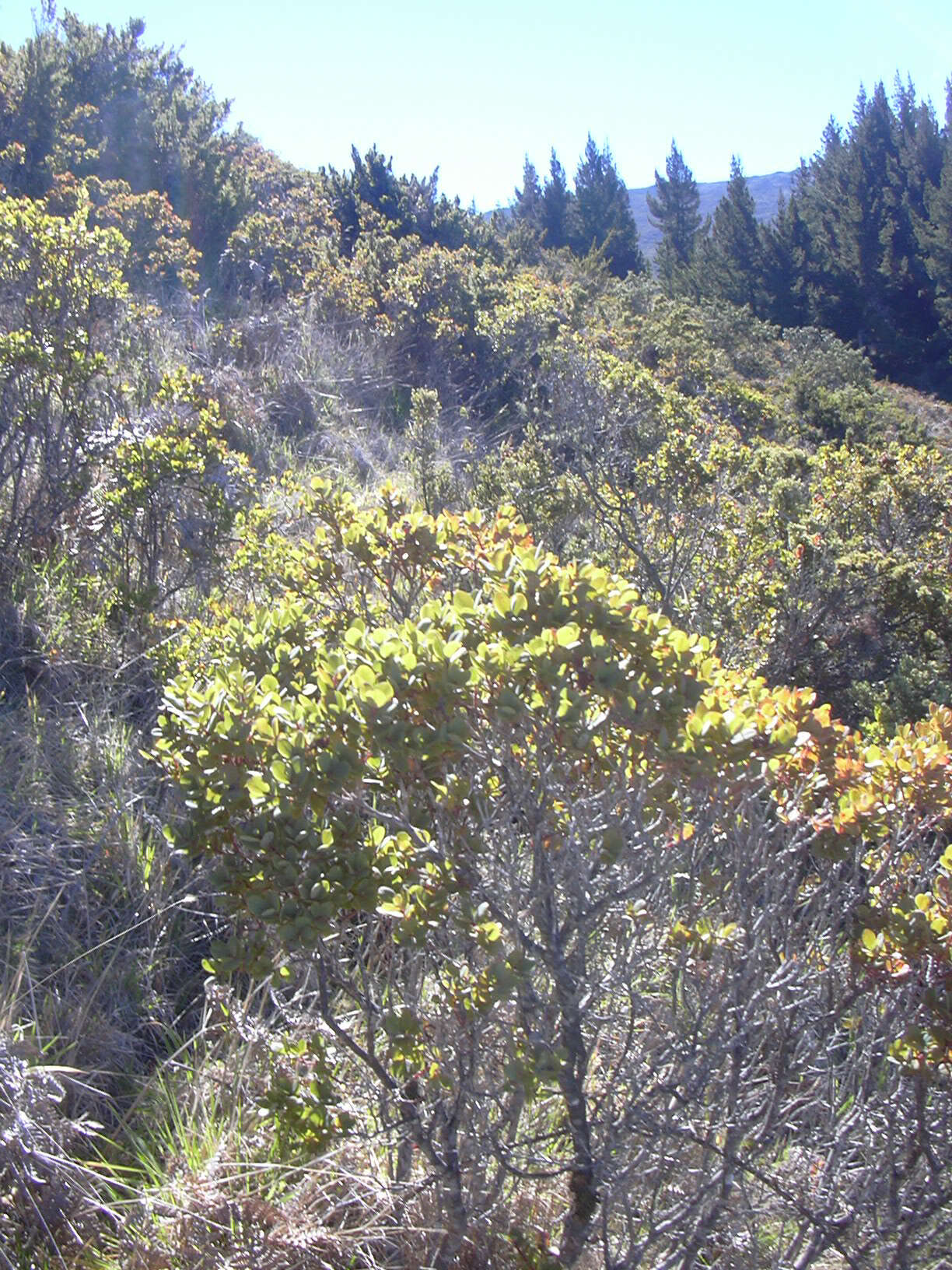 Image de Vaccinium reticulatum Sm.