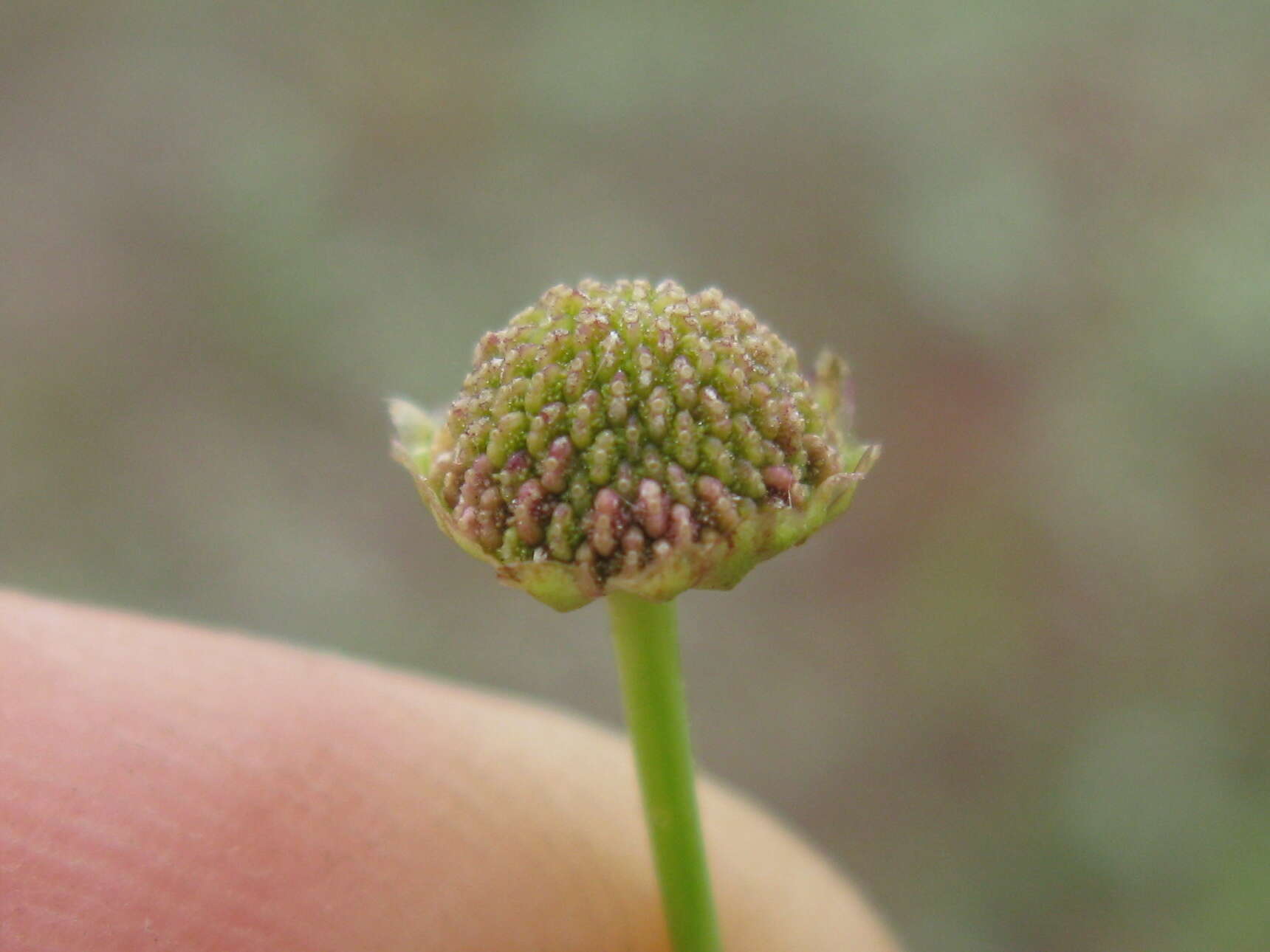 Plancia ëd Brachyscome basaltica F. Müll.