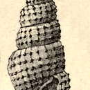 Image of Kermia pustulosum (de Folin 1867)