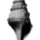 Image of Paracomitas rodgersi