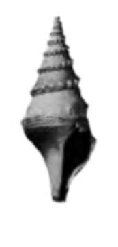 Image of Paracomitas rodgersi