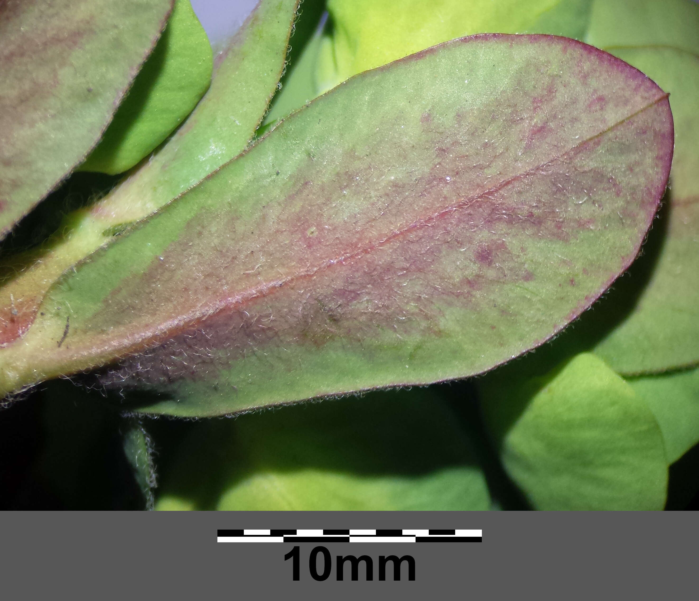 Image of Wood Spurge