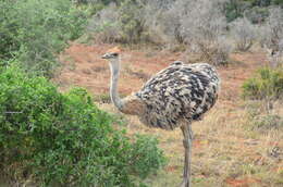 Image of ostriches