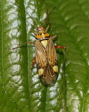 Image of Striped Oak Bug