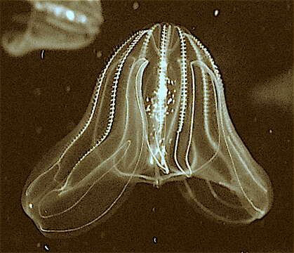 Image of comb jelly