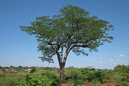 Image of pod mahogany