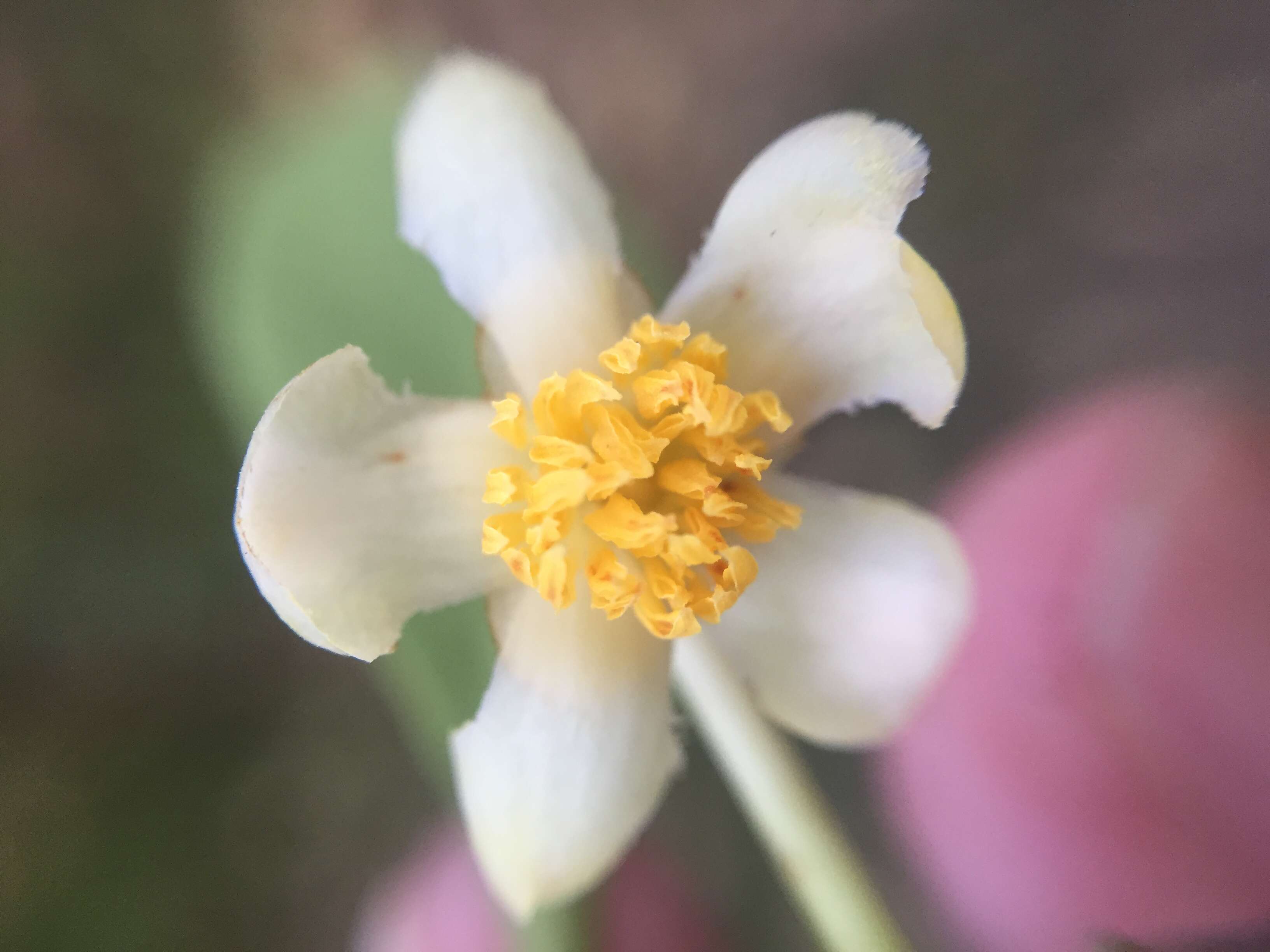 Image of Ternstroemia gymnanthera (Wight & Arn.) Sprague