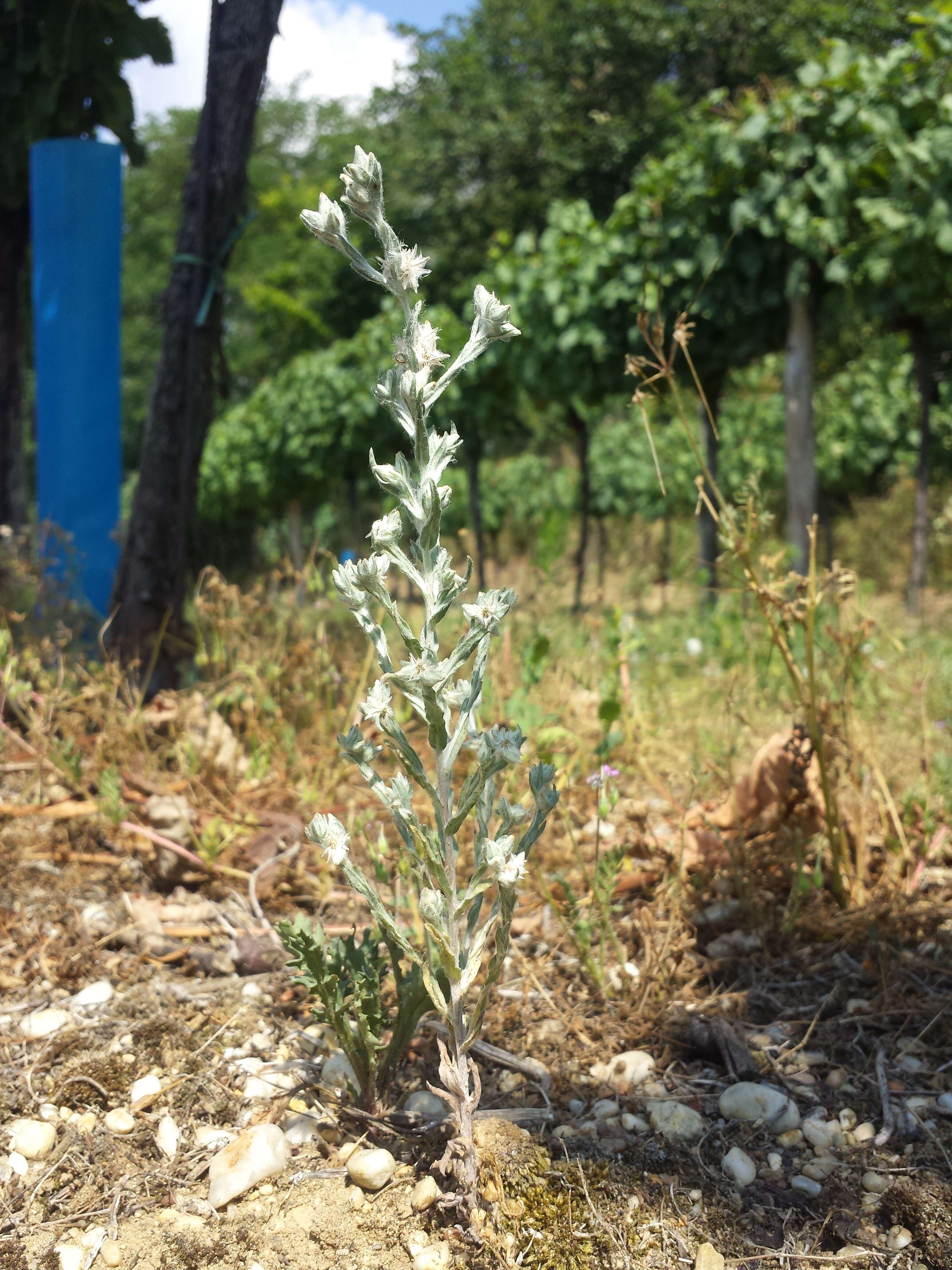 Image of field cudweed