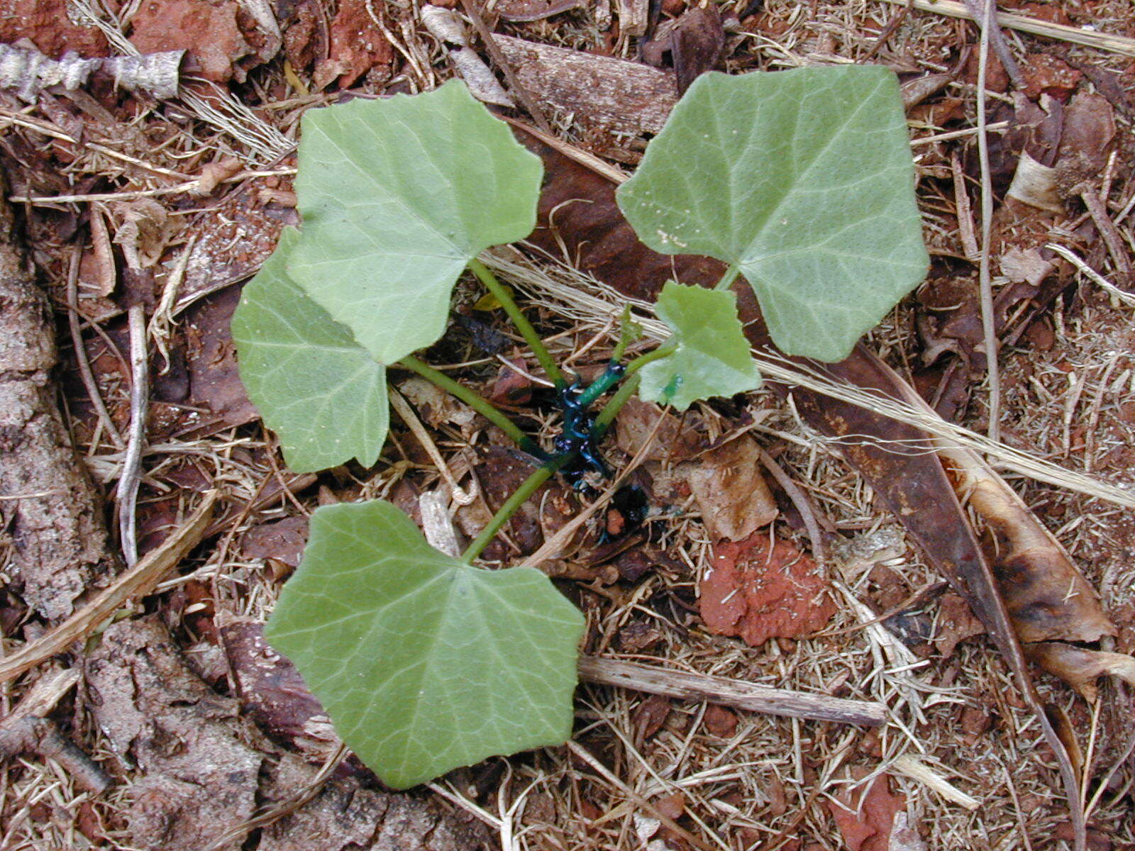 Image of ivy gourd