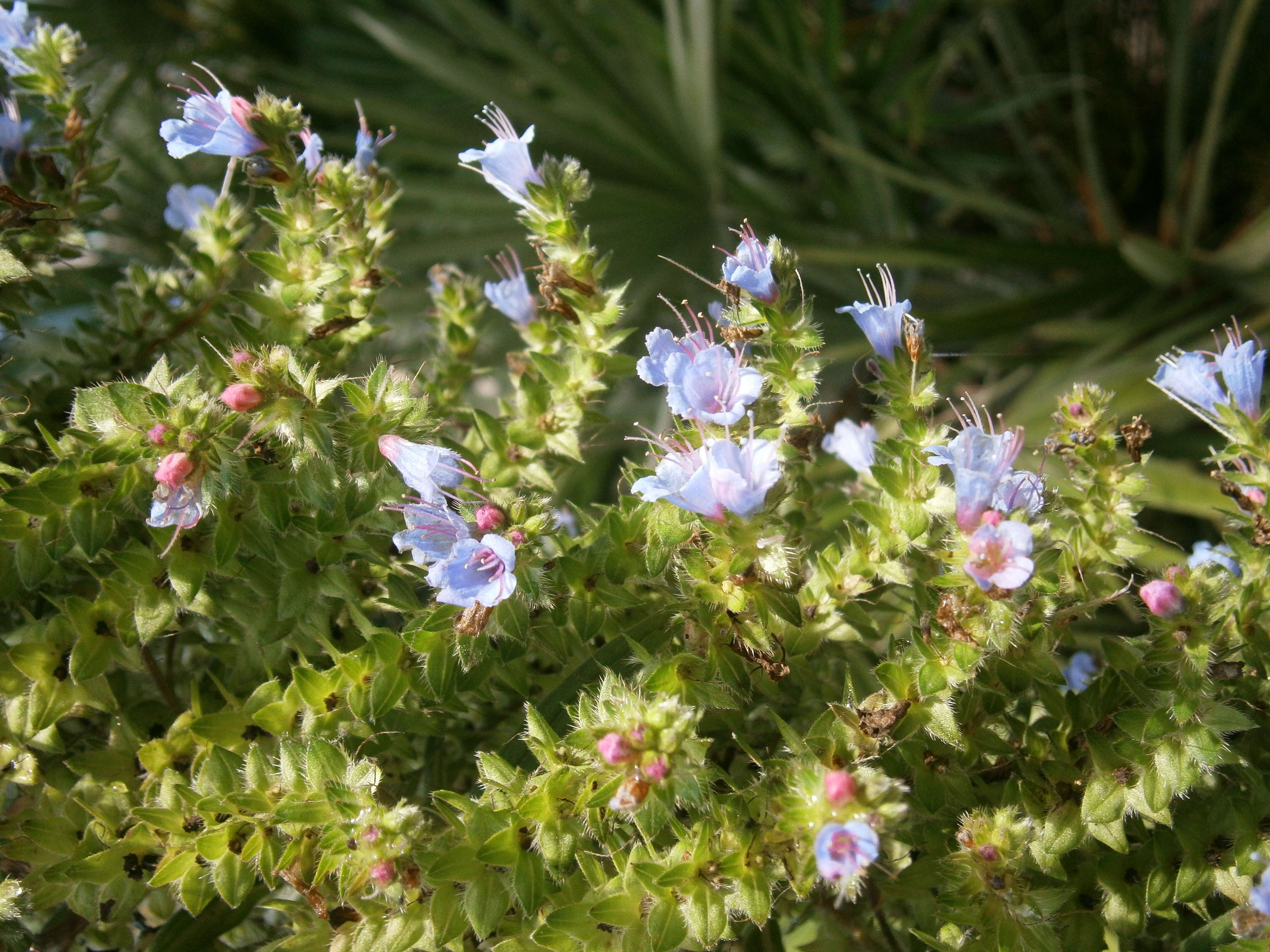 Imagem de Echium pininana Webb & Berth.