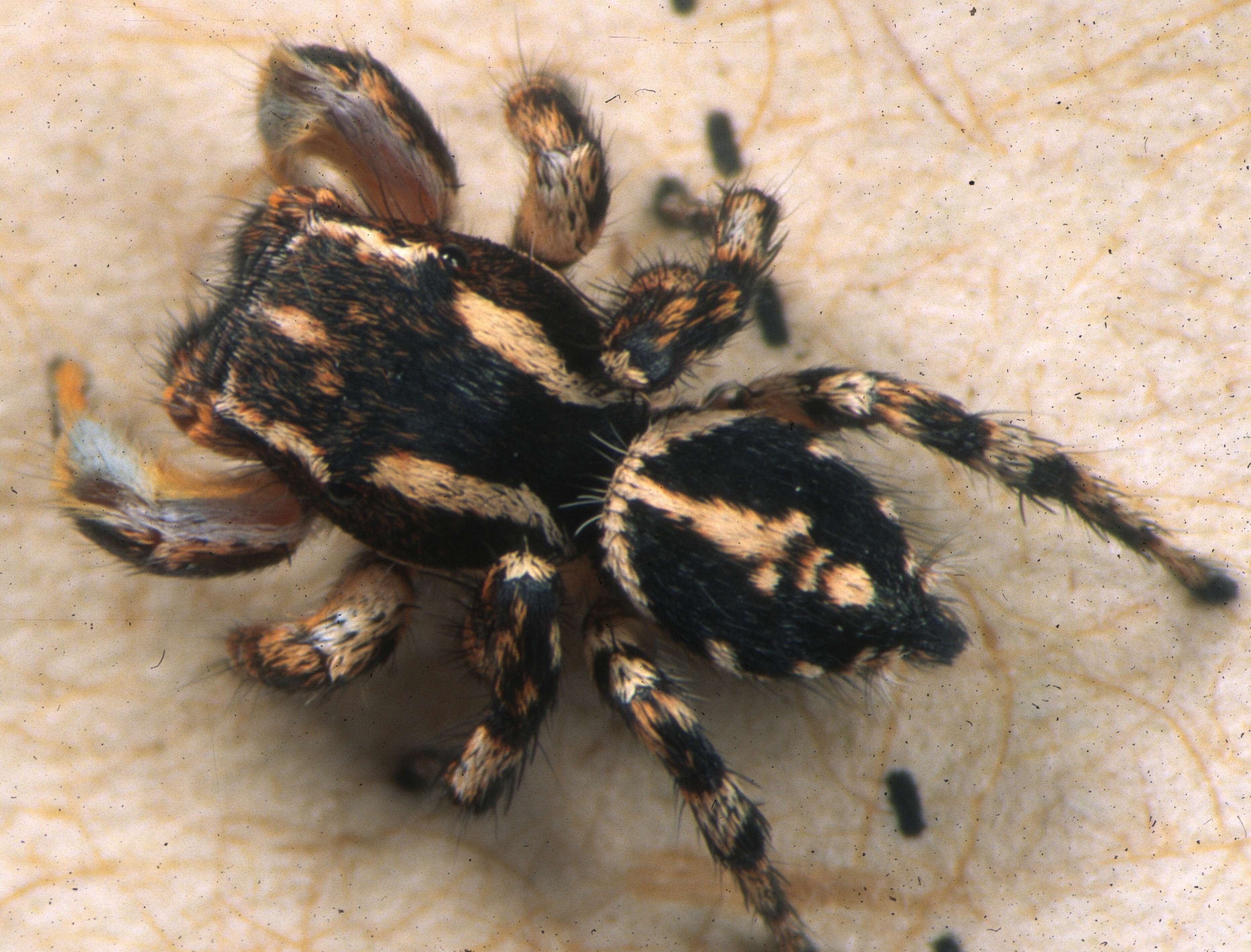 Image of Habronattus mataxus Griswold 1987