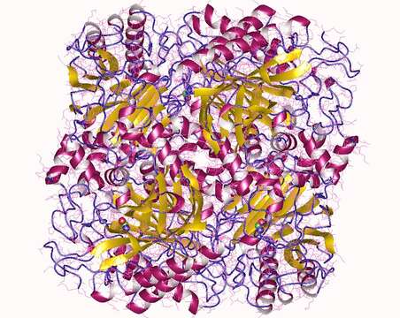 Sivun Helicobacteraceae kuva