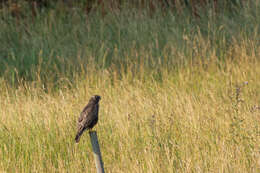 Image of Common Buzzard