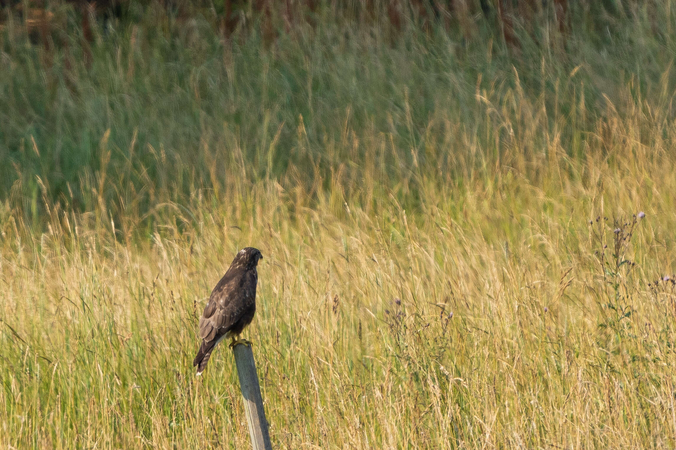 Image of Common Buzzard