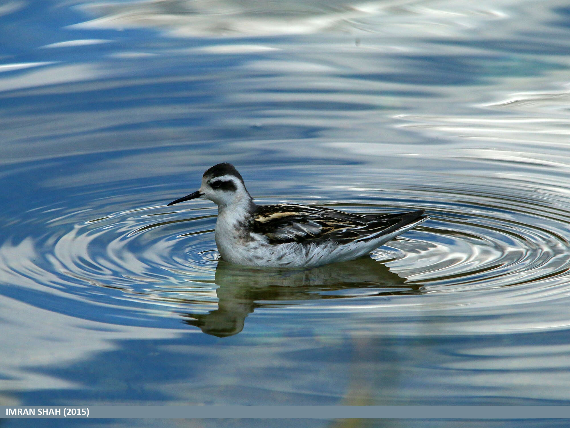 Image of Red-necked Phalarope