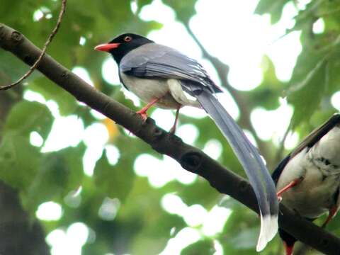 Image of Blue Magpie